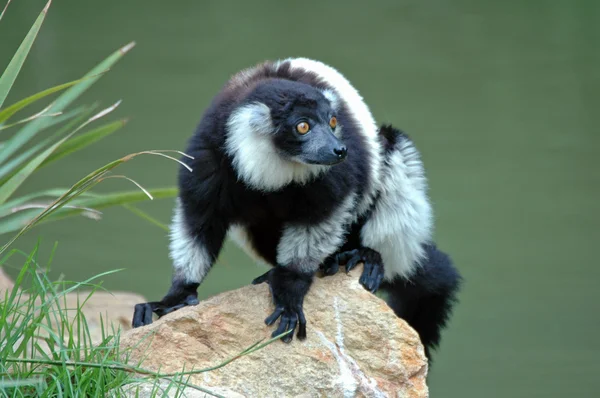 Madagascan Lemur. — Stock Photo, Image