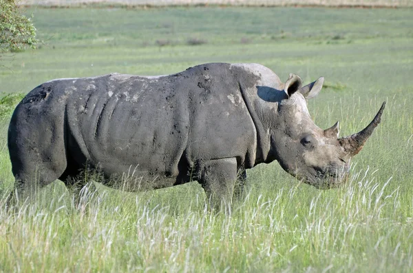 Rinoceri albi . — Fotografie, imagine de stoc