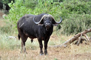 Buffalo Bull.