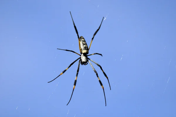 Altın Küre örümcek.