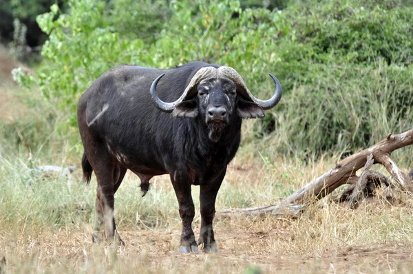 Buffalo Bull. — Stock Photo, Image