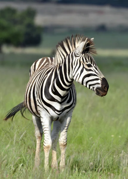 Zebra.