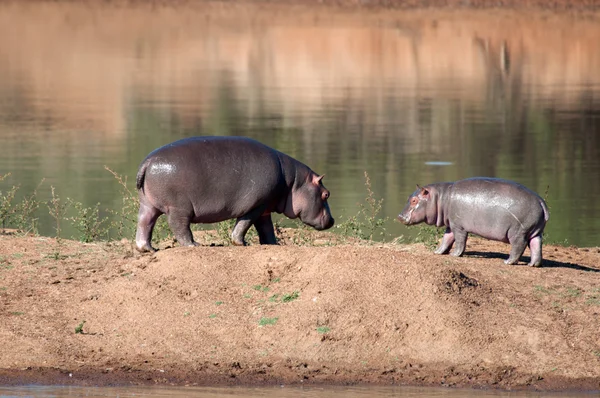 Hipopótamos jóvenes . —  Fotos de Stock
