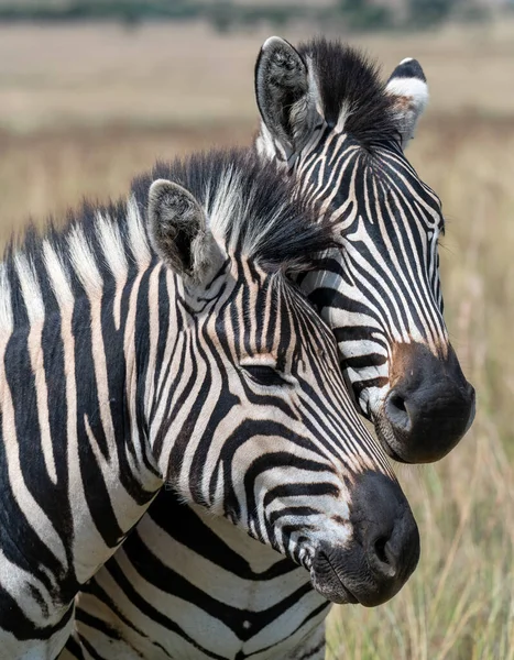 Dos Cebras Fotografiadas Sudáfrica —  Fotos de Stock