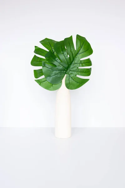 Monstera deliciosa or Swiss cheese plant in a vase