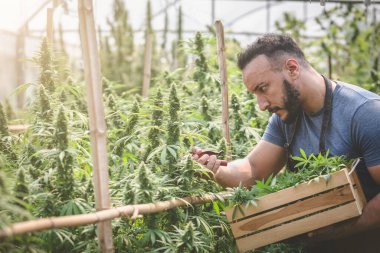 Kenevir bitki alanında, esrar, tarımı kontrol çiftçi yasal bir tıbbi ilaç olarak esrar bitki çiçekli.