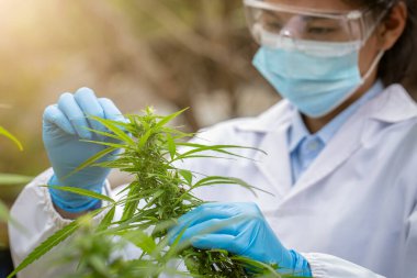 Kadın bir bilim adamı kenevir tarlalarında kenevir araştırması yapıyor, bitki ve çiçekleri inceliyor. Alternatif bitkisel kenevir özü kavramı.