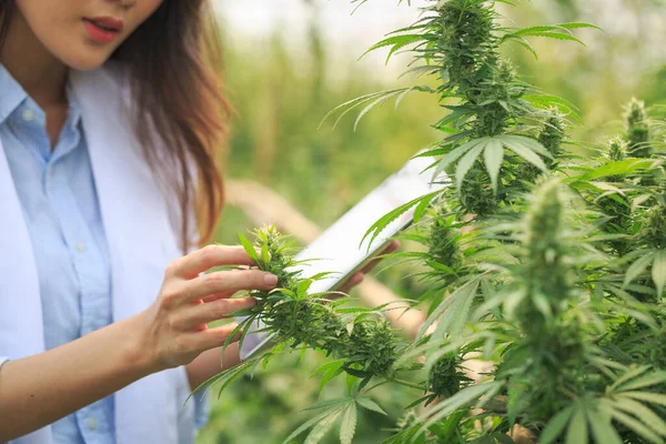 Examination Cannabis Leaves Scientists Researchers Document Results Medicinal Herbs Push — Stock Photo, Image
