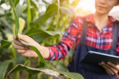 Bitki Mısır alanında, Mısır bitki analiz çiftçi inceleyerek ziraat mühendisi.