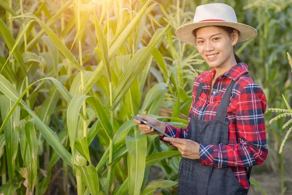 Young Farmers Corn Plantations Female Researchers Examining Taking Notes Corn — Stock Photo, Image