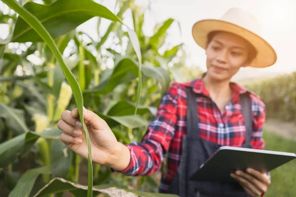 Smart Woman Farmer Agronomist Using Digital Tablet Examining Inspecting Quality — Stock Photo, Image