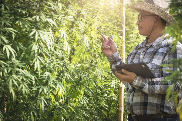 持大麻片的男性农民在农场进行质量检查和研究 — 图库照片