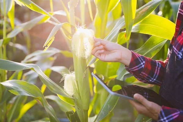 Young Farmers Corn Plantations Female Researchers Examining Taking Notes Corn — Stock Photo, Image