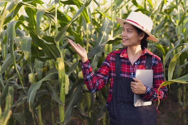 Agronom Analýza Obilovin Přenosným Počítačem — Stock fotografie