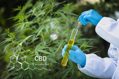 CBD elementleri kenevir, cam kavanozda kenevir yağı, bitkisel alternatif tıp kavramı.