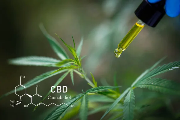 Cbd Elementen Cannabis Pipet Met Hennepolie Wazige Achtergrond Cannabisolie Tegen — Stockfoto