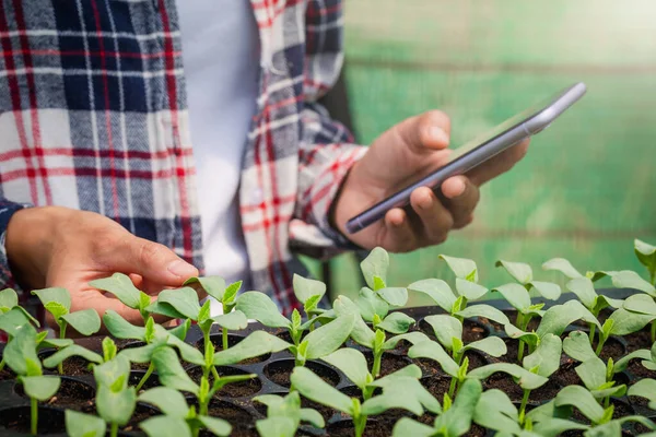Close Farmer Hand Checking Seedlings Recording Data Mobile Phone Greenhouses — Stok fotoğraf
