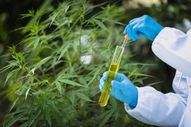 Bilimadamı kenevir yağı özütlerini analiz ediyor ve araştırıyor, bitkisel alternatif tıp kavramı, cbd kenevir yağı, ilaç endüstrisi.