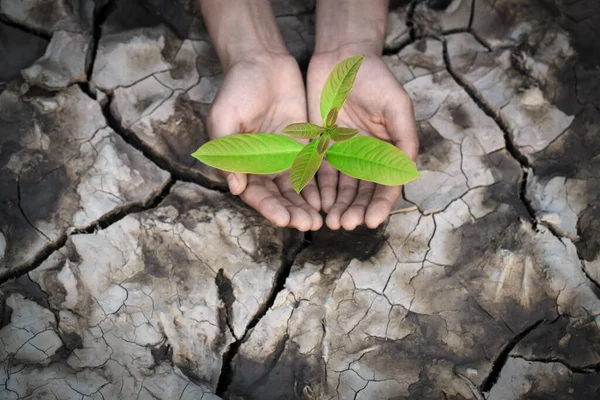 Tree in two hands with dry cracked soil, environments Earth Day or World Environment Day, Global Warming and Pollution.