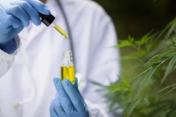 Researchers are examining the plants. alternative medicine and cannabis concepts, professional researchers working in cannabis fields