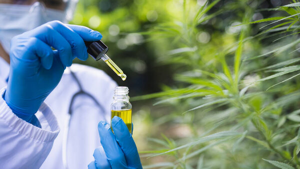 CBD hemp oil, Hand holding bottle of Cannabis oil in pipette