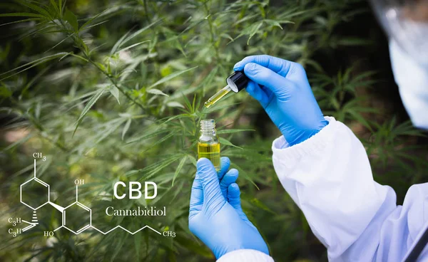 Doctor hands holding a dropper with an oil product on the background of the leaves and marijuana flowers, CBD Hemp oil.