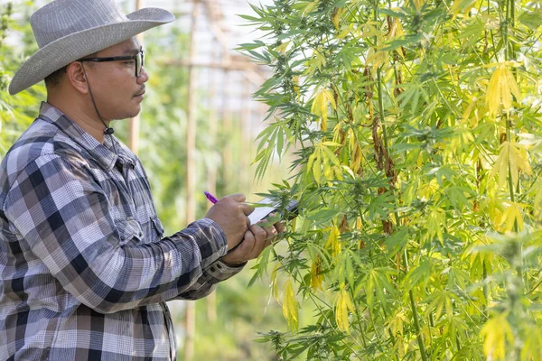大麻研究 大麻田的男性农民研究植物和花卉 植物疾病 替代草药的概念 — 图库照片