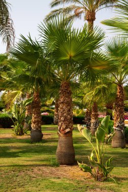 Yeşil Yapraklı Palmiye Ağaçları Sharm el-Sheikh, Mısır