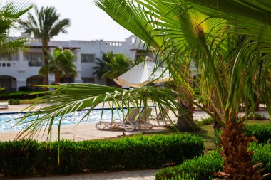 Yeşil Yapraklı Palmiye Ağaçları Sharm el-Sheikh, Mısır