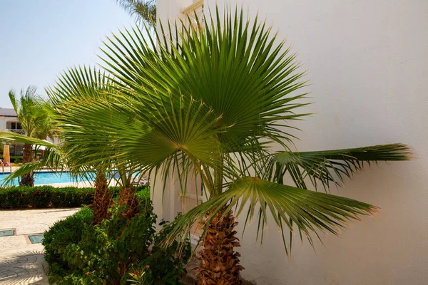 Palme Con Foglie Verdi Sharm Sheikh Egitto — Foto Stock