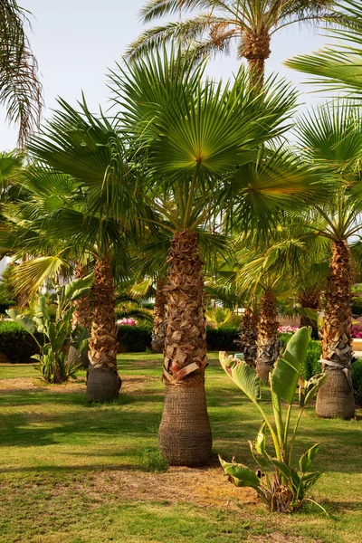 Yeşil Yapraklı Palmiye Ağaçları Sharm el-Sheikh, Mısır