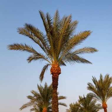Yeşil yapraklı palmiye ağacı Sharm el-Sheikh, Mısır 'da gökyüzüne karşı