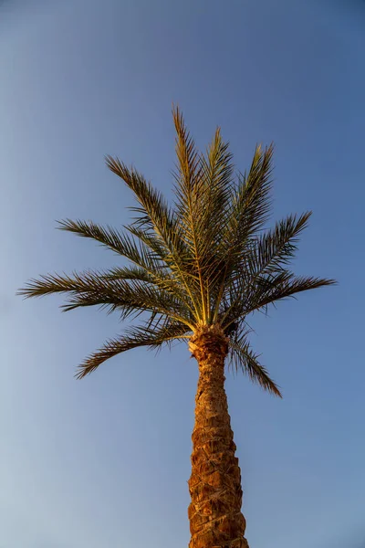 Palma Con Foglie Verdi Contro Cielo Sharm Sheikh Egitto — Foto Stock