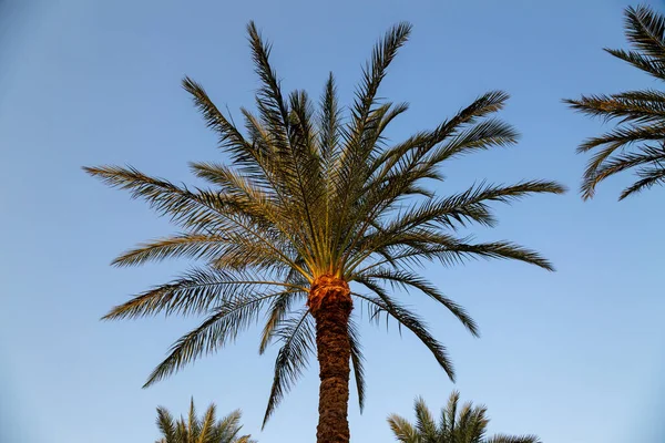 Palma Con Foglie Verdi Contro Cielo Sharm Sheikh Egitto — Foto Stock