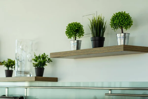 Ξύλινα ράφια σε λευκό τοίχο. Διακόσμηση. Πράσινα φυτά. — Φωτογραφία Αρχείου