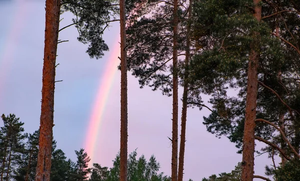 風景画 空の虹 森の中の高い松 美しい自然 — ストック写真
