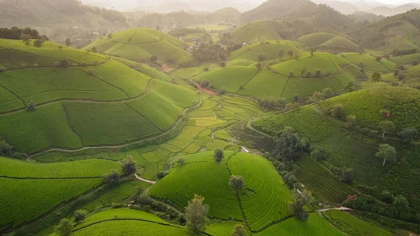 Όμορφη Λόφους Τσάι Αγρότες Που Συλλέγουν Χωράφια Τσαγιού Long Coc — Φωτογραφία Αρχείου