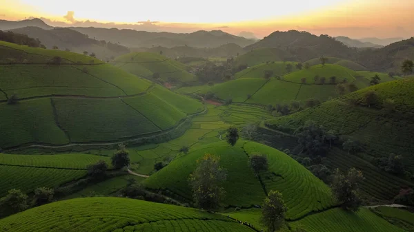 Krásné Čajové Kopce Zemědělci Sbírat Čaj Zemědělských Polí Long Coc — Stock fotografie
