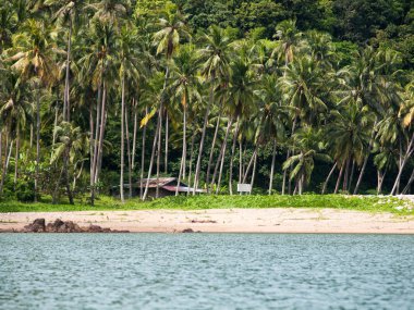 Hindistan cevizi ağaçları denize yakın