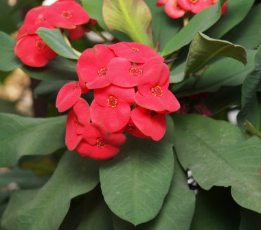 Kırmızı petal çiçek