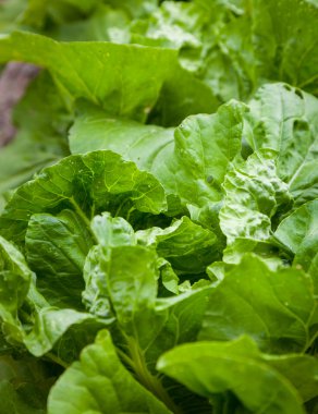 Yeşil lecttuce
