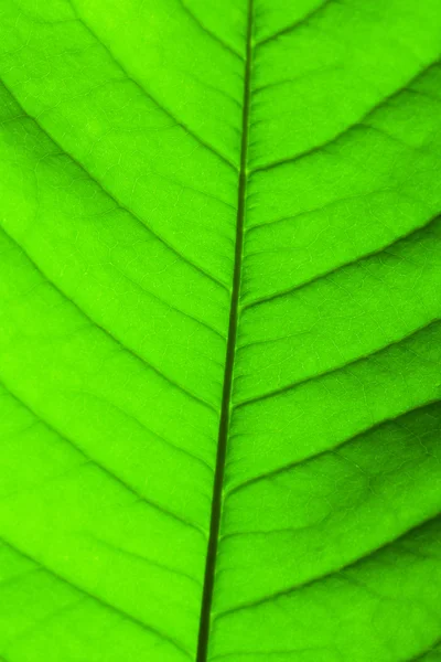 Folha verde — Fotografia de Stock