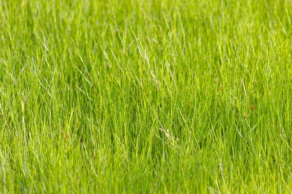 Textura de grama verde — Fotografia de Stock