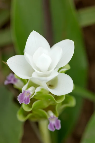 Close up on white siam tulip flower which rare color in thailand — Stock Photo, Image