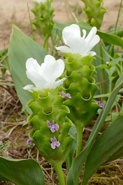 White Siam Tulip or "Krajiew Kao" which rare color in thailand — Stock Photo, Image
