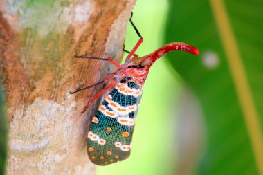 lanternfly renkli böcek, Asya Tayland