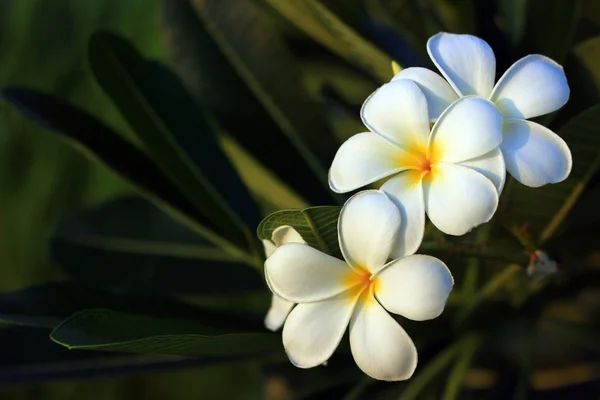 Beautiful white flower in thailand, Lan thom flower — Stock Photo, Image