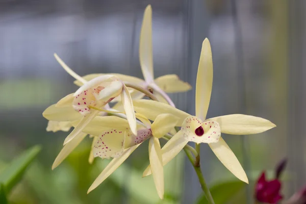 Fresh yellow orchid — Stock Photo, Image