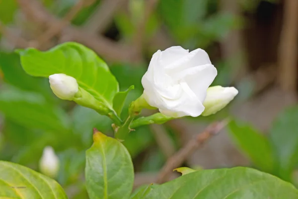 茉莉花绽放的美丽枝条的形象 — 图库照片