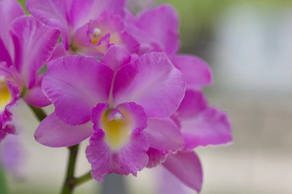 Orquídea violeta fresca — Foto de Stock